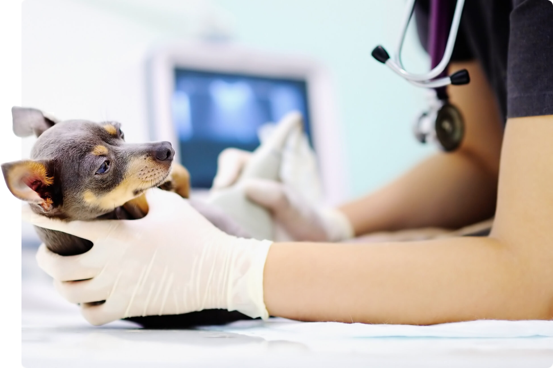 out of hours vets glasgow - dog