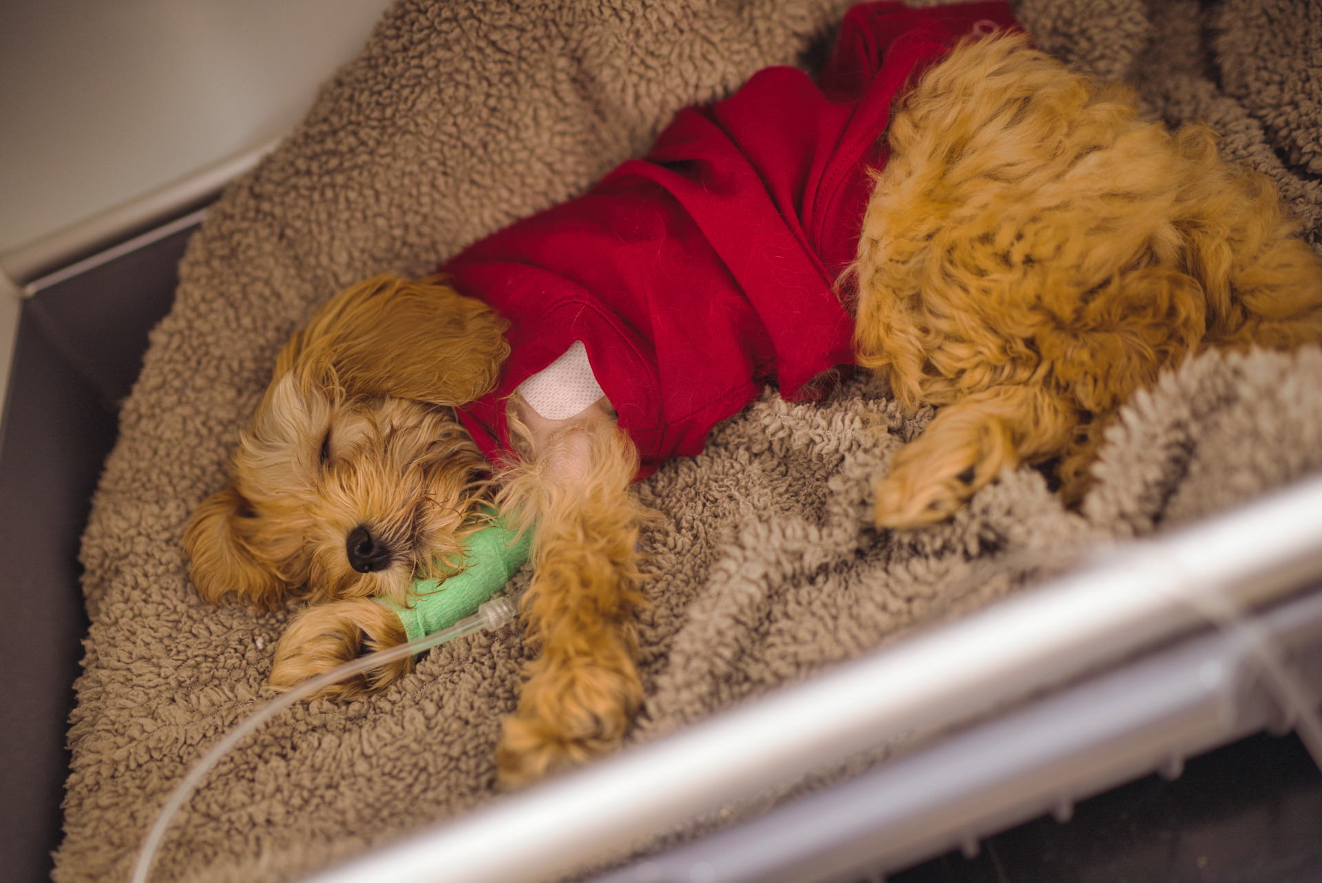 out of hour vets Glasgow - dog - PDA ligation