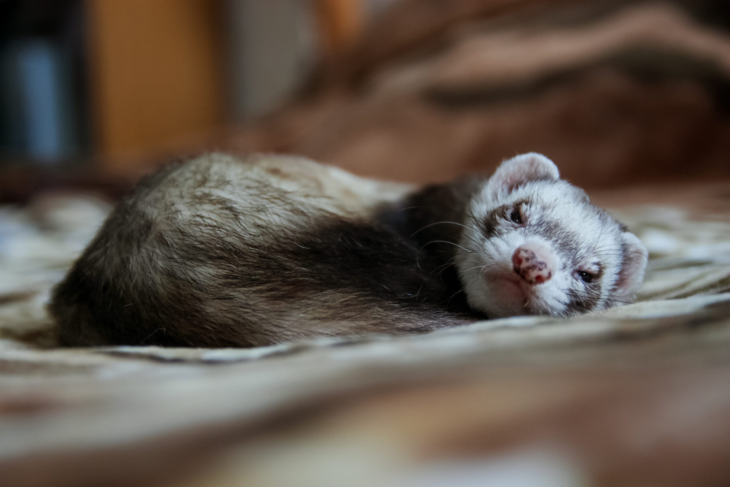 out of hour vets Glasgow - ferret